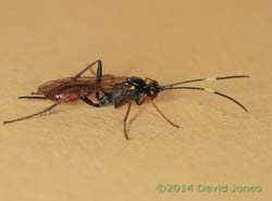 Unidentified Ichneumon fly, 20 April 2014