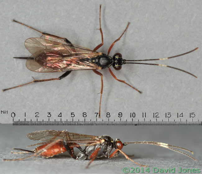 Unidentified Ichneumon fly - with scale, 20 April 2014