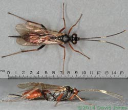 Unidentified Ichneumon fly - with scale, 20 April 2014