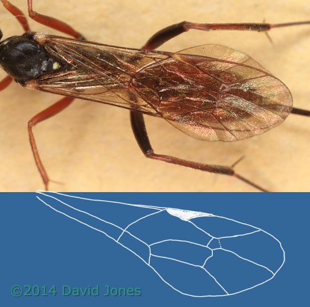 Unidentified Ichneumon fly - close-up to show wing venation, 20 April 2014