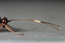 Unidentified Ichneumon fly - close-up of head and antennae, 20 April 2014