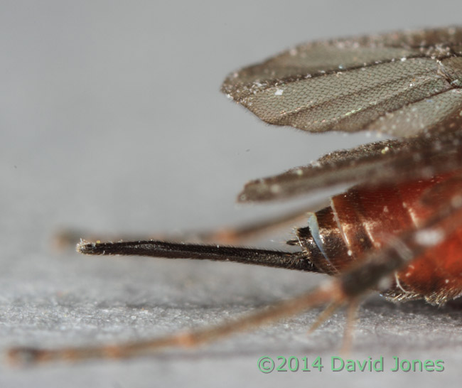 Unidentified Ichneumon fly - close-up of posterior to show ovipositor, 20 April 2014