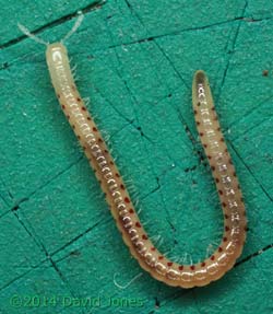 Millipede, 23 April 2014