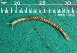 Millipede - with scale, 23 April 2014