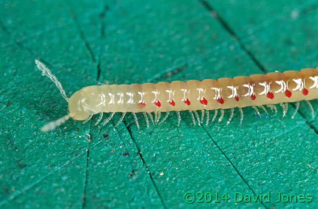 Millipede - 1b, 23 April 2014
