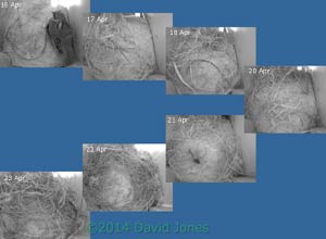 Sparrow nest building sequence, 16 23 April 2014