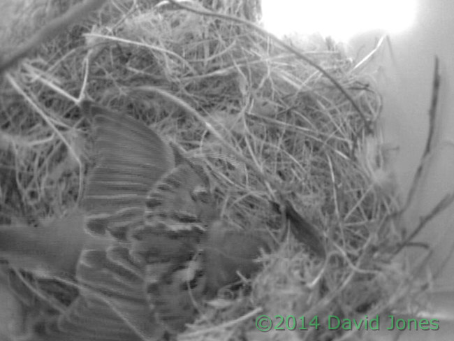 Sparrow shuffle, 23 April 2014