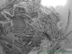 Sparrow shuffle, 23 April 2014