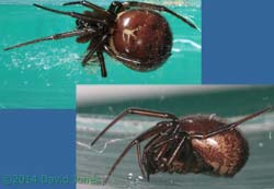 False Widow Spider ((steatoda nobilis), 23 April 2014