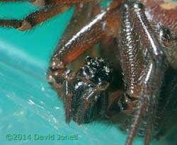 False Widow Spider ((steatoda nobilis) - close-up of head, 23 April 2014