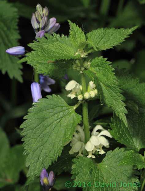 White dead-nettle in flower, 24 April 2014