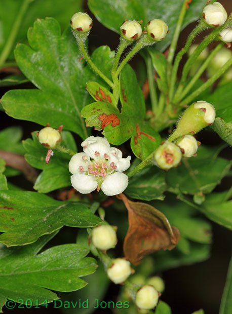 The Hawthorn begins flowering, 24 April 2014