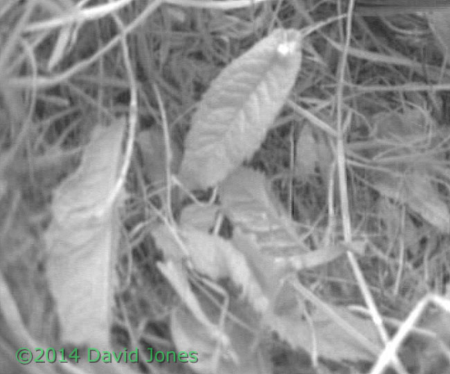 Leaves brought into Sparrow nest - cropped image, 24 April 2014