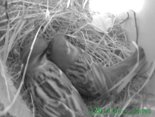 Male Sparrow preens his partner, 24 April 2014