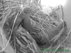 Male Sparrow preens his partner, 24 April 2014