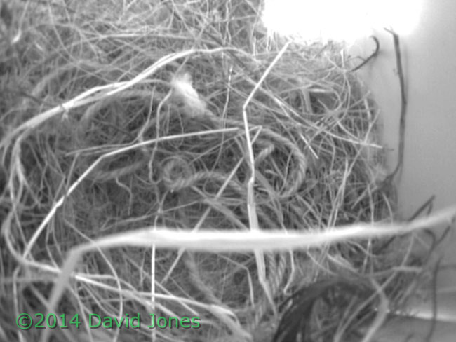 Garden string(?) in Sparrow nest, 24 April 2014