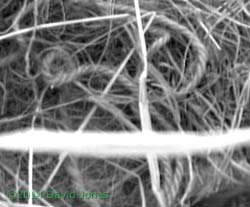 Garden string(?) in Sparrow nest, 24 April 2014