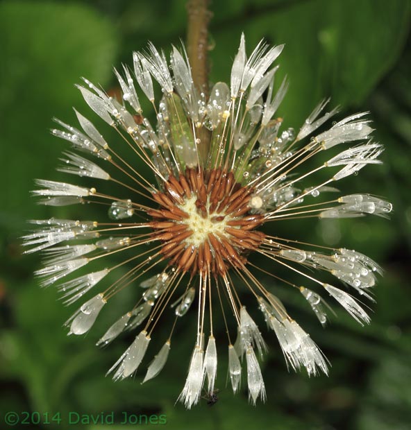 Dandelion seedhead after rain, 25 April 2014