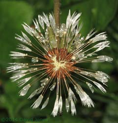 Dandelion seedhead after rain, 25 April 2014