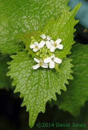 Garlic Mustard plants begin flowering, 26 April 2014