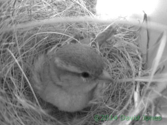 Female sparrow on egg in SW(lo), 26 April 2014