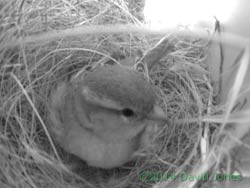 Female sparrow on egg in SW(lo), 26 April 2014