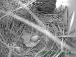 Sparrow egg with leaves in SW(lo), 26 April 2014