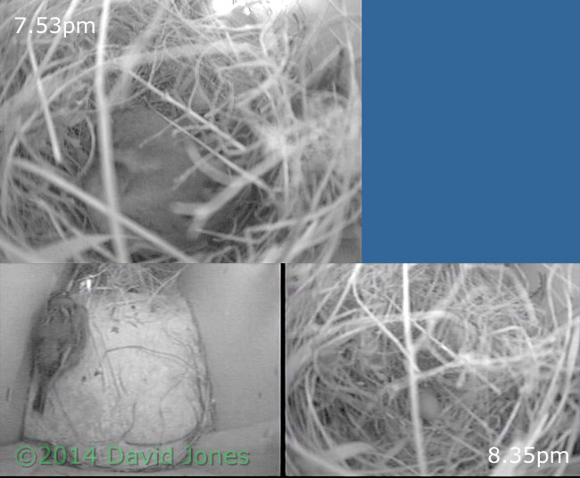 Female moves from SW(lo) to SW(up) tonight, 26 April 2014