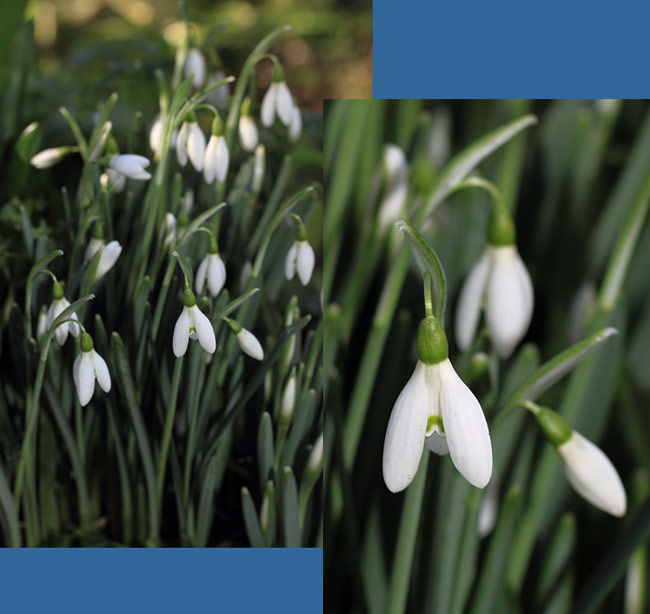 The first Snowdrops open, 1 February 2014