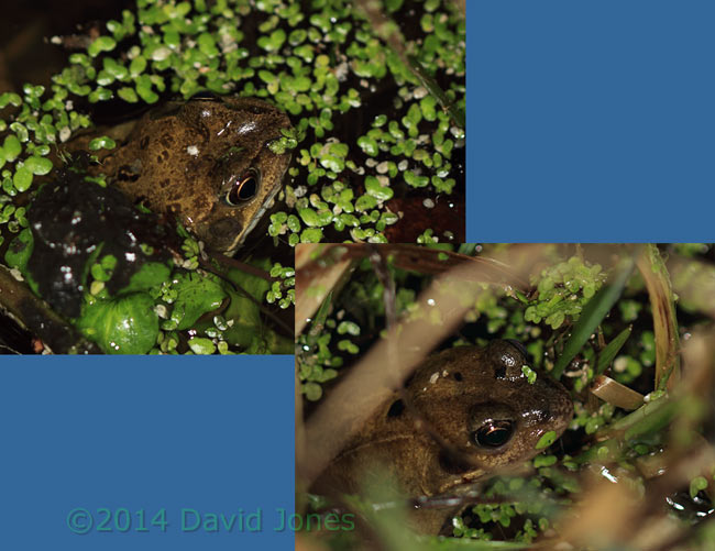 Common frogs, 3 February 2014
