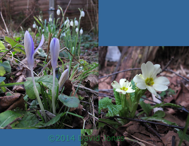 First Crocuses and Primroses of 2014, 9 Feb 2014