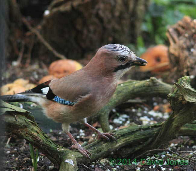 Jay under Hawthorn, 10 February 2014