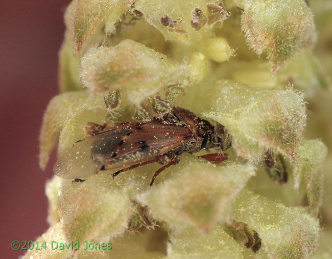 Male Birch Catkin Bug on male Hazel Catkin, 22 February 2014