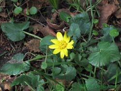 First Lesser Cellandine of 2014, 22 February 2014