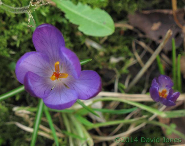 Crocuses in flower, 22 February 2014