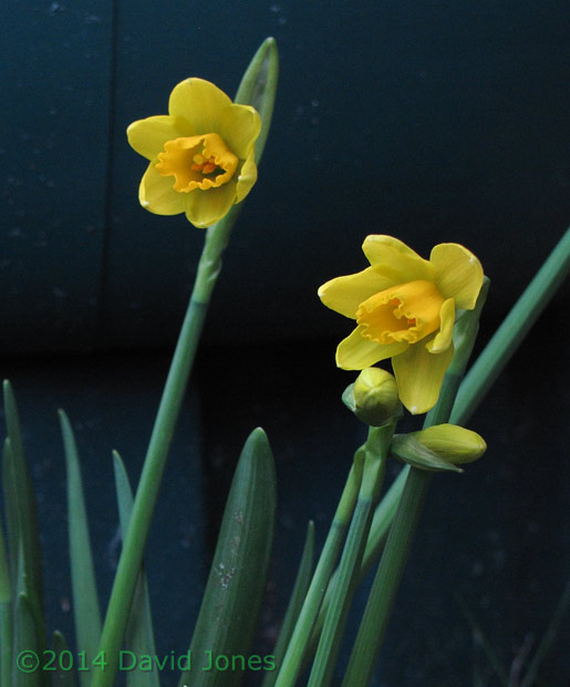 First Daffodil of 2014, 22 February 2014
