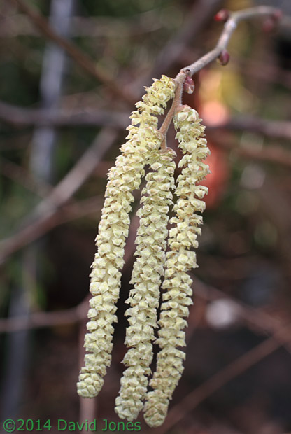 Male Hazel catkins, 22 February 2014