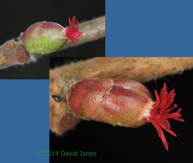 Female Hazel catkins, 22 February 2014