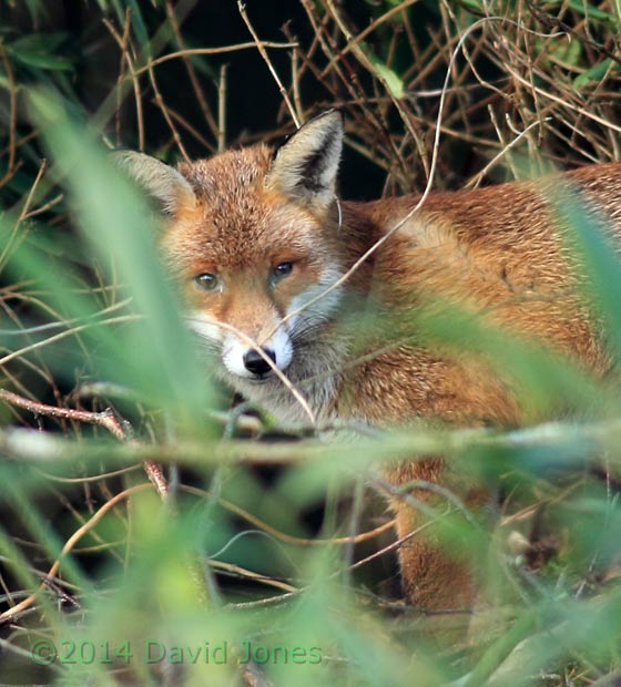 Fox on shed roof - 2 (cropped image), 28 February 2014
