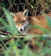 Fox on shed roof, 28 February 2014
