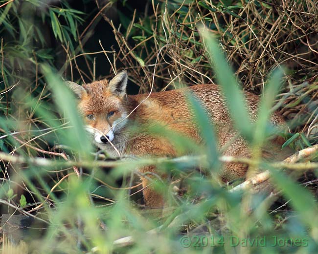 Fox on shed roof - 2, 28 February 2014