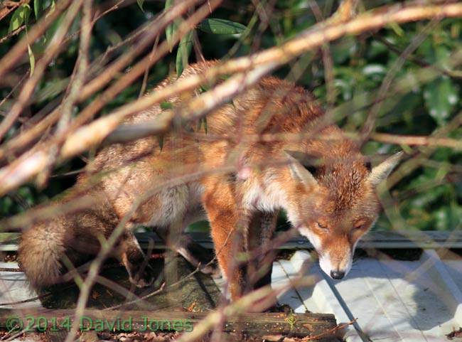 Fox on shed roof - 1, 28 February 2014
