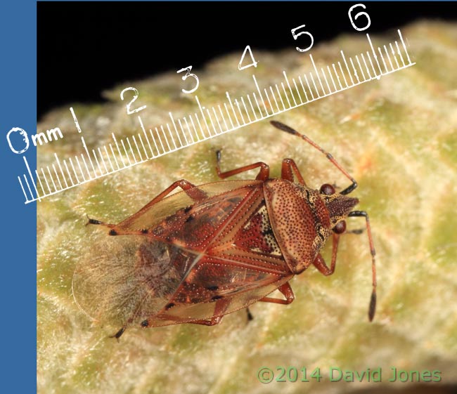 Birch Catkin Bug on Hazel catkin, 25 Jan 2014
