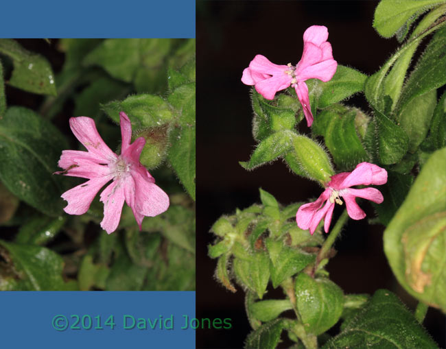 Red Campions in flower, 25 Jan 2014