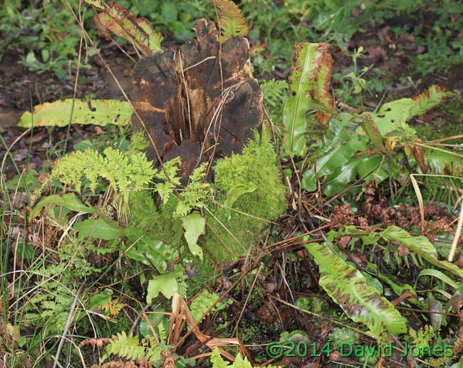 Ferns next to big pond - 2, 25 Jan 2014