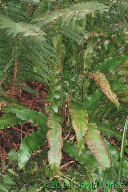 Ferns next to big pond, 25 Jan 2014