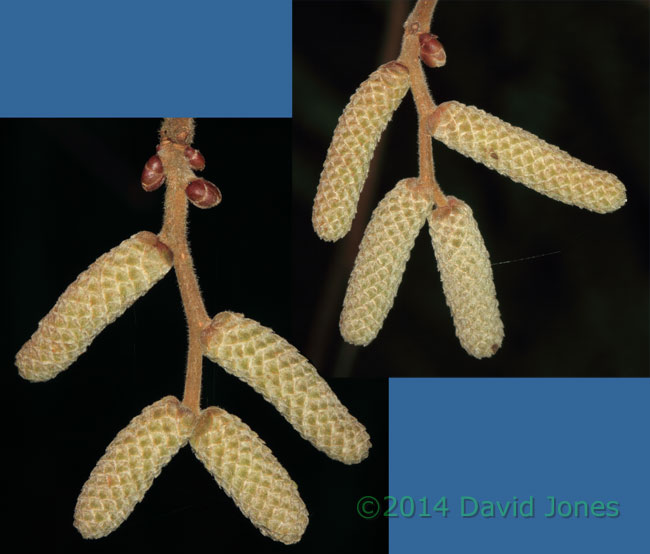 Male catkins on Hazel, 25 Jan 2014
