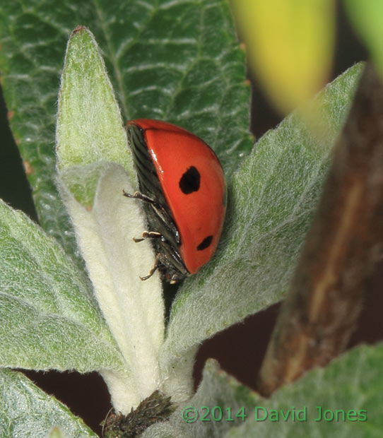 7-spot Ladybird on Buddleia - 2,  25 January 2014