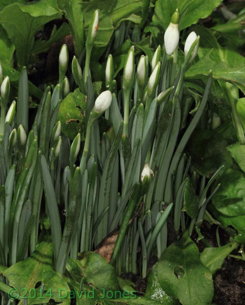 Snowdrops in bud, 25 Jan 2014