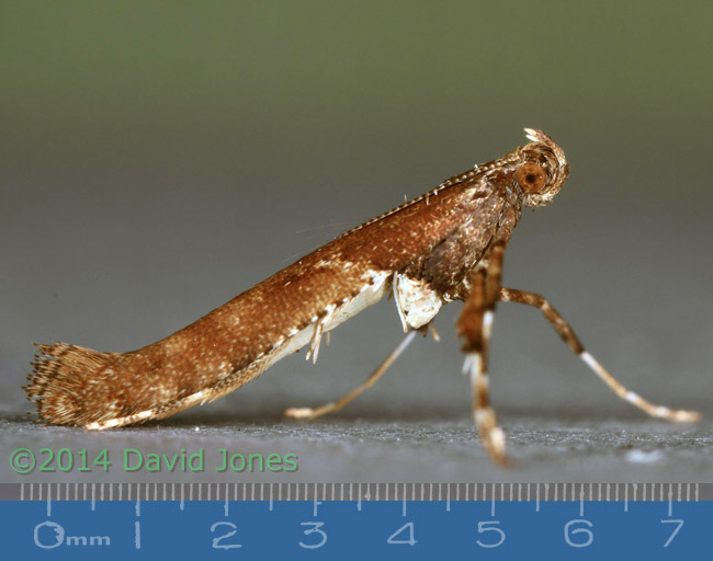 Caloptilia semifacia - right side, 30 January 2014